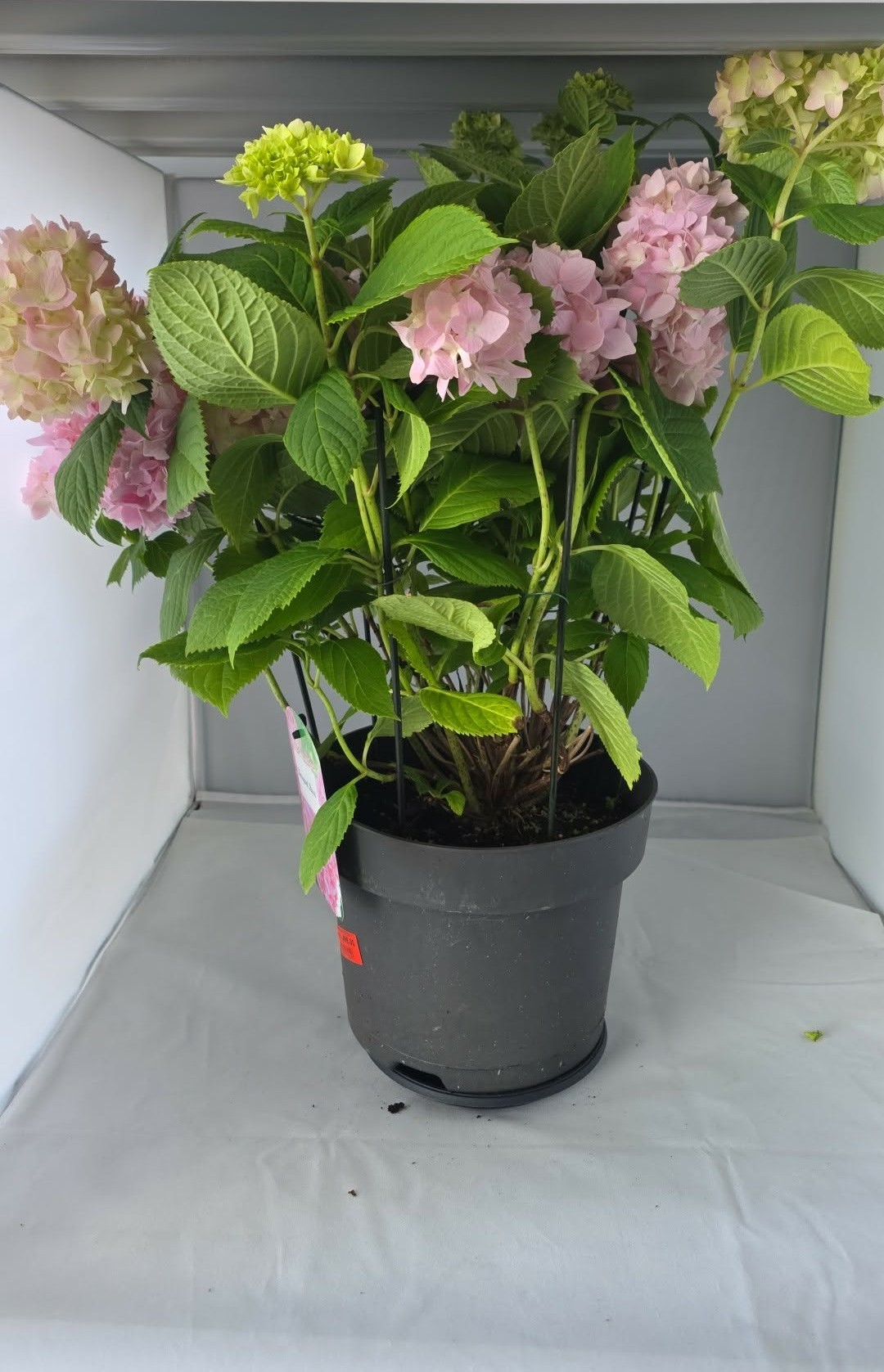 Hydrangea